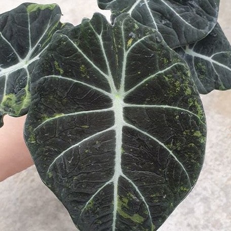 Alocasia reginula Variegated 2.5"