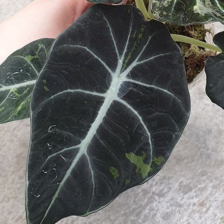 Alocasia reginula Variegated 2.5"