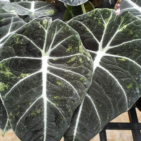 Alocasia reginula Variegated 2.5"