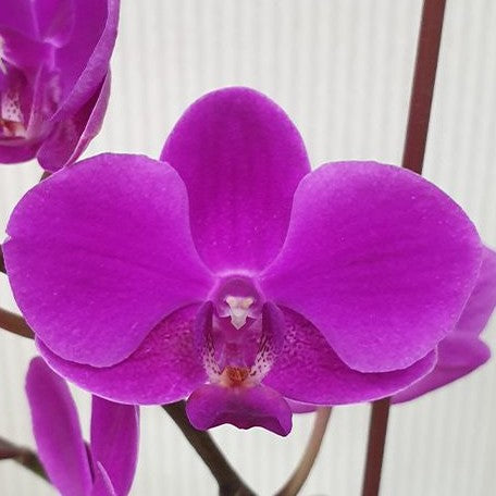 Phalaenopsis Queen Beer (variegata) variegated 3.0"