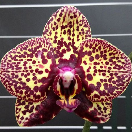 Phalaenopsis I Hsin Yellow Leopard 2.5"