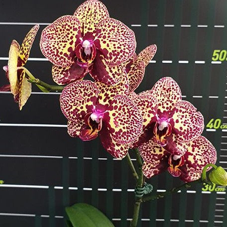 Phalaenopsis I Hsin Yellow Leopard 2.5"