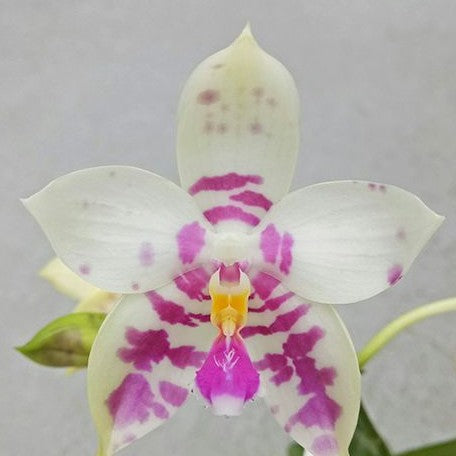 Phalaenopsis Lyndon Mix Zebra '821' 2.5" Fragrant