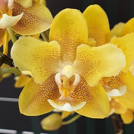 Phalaenopsis KS Balm 'Yellow Chocolate' (peloric 2 eyes) 2.5"