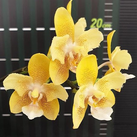 Phalaenopsis KS Balm 'Yellow Chocolate' (peloric 2 eyes) 2.5"