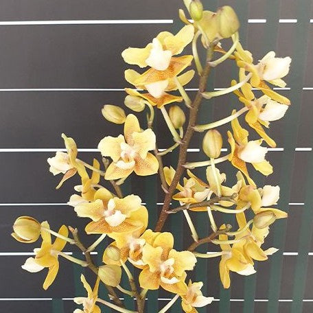 Phalaenopsis KS Balm 'Yellow Chocolate' (peloric 2 eyes) 2.5"