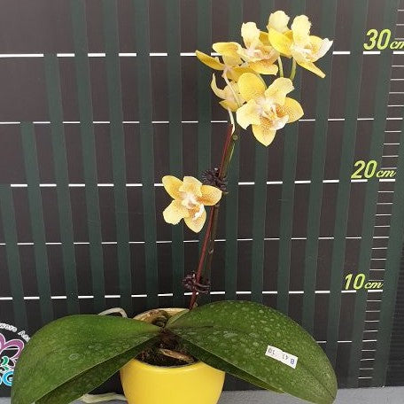 Phalaenopsis KS Balm 'Yellow Chocolate' (peloric 2 eyes) 2.5"