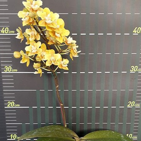 Phalaenopsis KS Balm 'Yellow Chocolate' (peloric 2 eyes) 2.5"