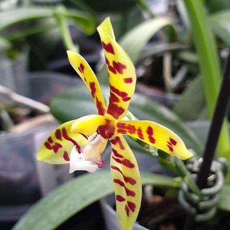 Phalaenopsis lamelligera × sib 2.5" Fragrant