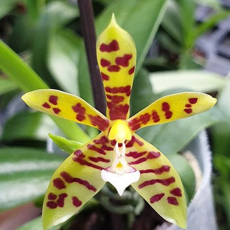 Phalaenopsis lamelligera × sib 2.5" Fragrant