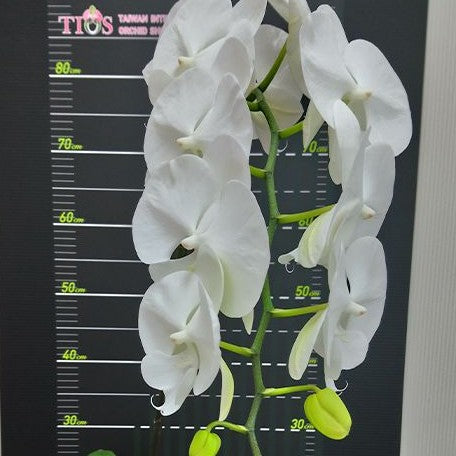 Phalaenopsis Miki White Swan '00' 2.5"