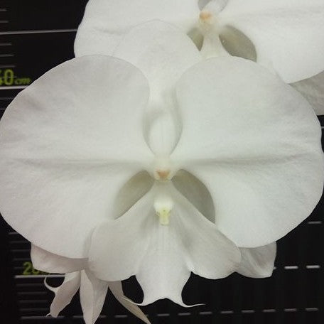 Phalaenopsis Miki White Swan '00' 2.5"