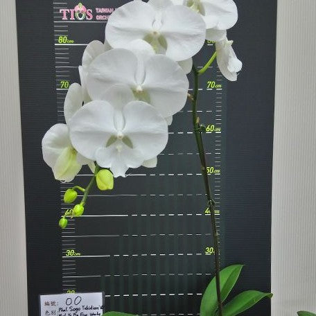 Phalaenopsis Miki White Swan '00' 2.5"