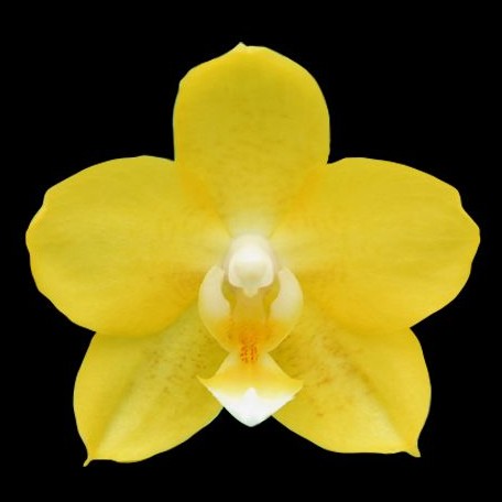 Phalaenopsis Younghome Golden Perfume 2.5"