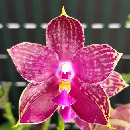 Phalaenopsis Lyndon Mix Zebra '826' 2.5"