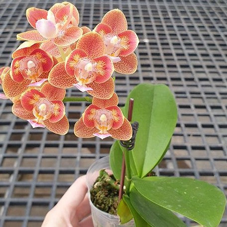 Phalaenopsis Yaphon Perfume '815' (4084P:G)