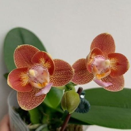 Phalaenopsis Yaphon Perfume '815' (4084P:G)