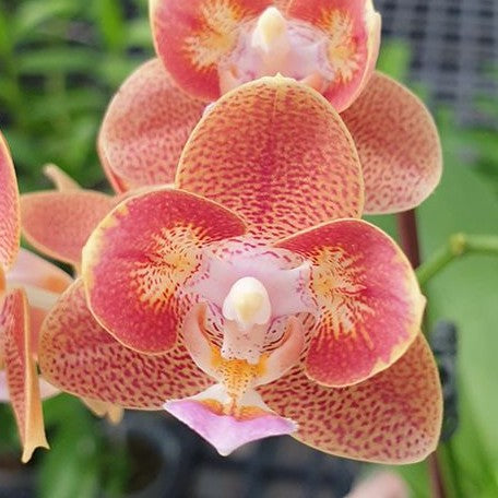 Phalaenopsis Yaphon Perfume '815' (4084P:G)