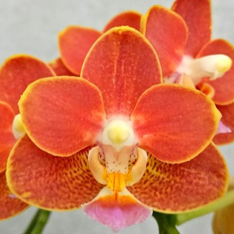 Phalaenopsis Yaphon Perfume '815' (4084P:G)