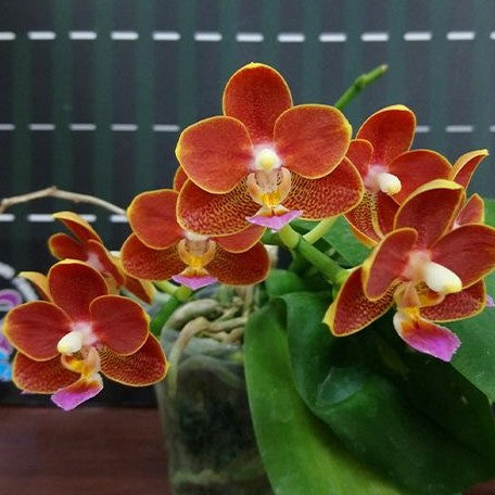 Phalaenopsis Yaphon Perfume '815' (4084P:G)