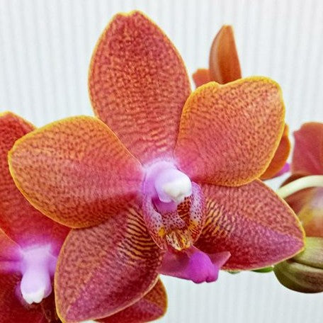 Phalaenopsis Pingtung Bronze Age 2.5" Fragrant