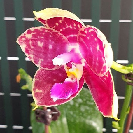 Phalaenopsis Lyndon Mix Zebra '876' 2.5"