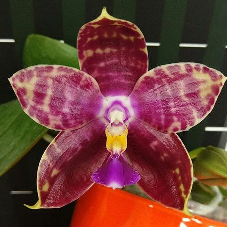 Phalaenopsis Lyndon Mix Zebra '876' 2.5"