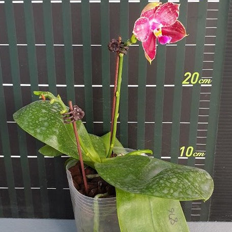 Phalaenopsis Lyndon Mix Zebra '876' 2.5"