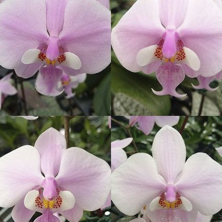 Phalaenopsis schilleriana × sib 1.7"