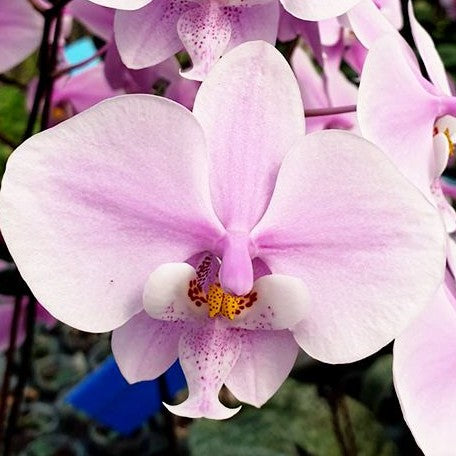 Phalaenopsis schilleriana × sib 1.7"