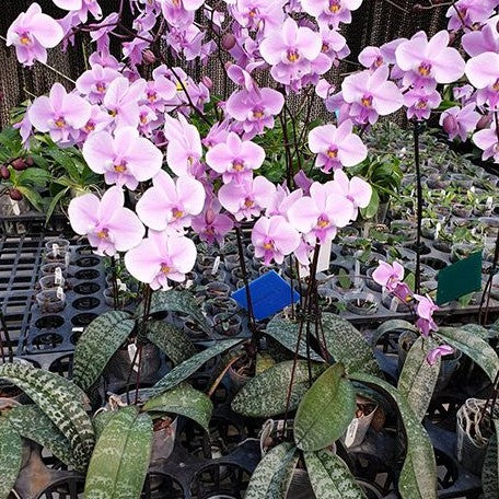 Phalaenopsis schilleriana × sib 1.7"