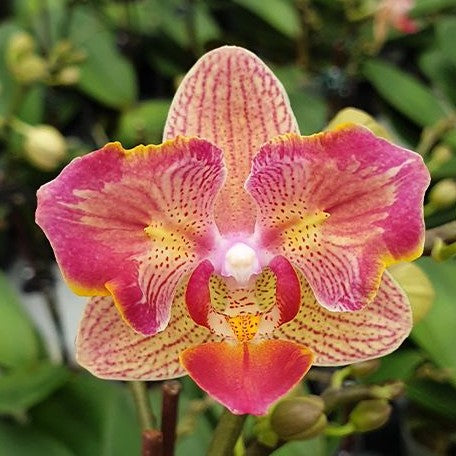 Phalaenopsis I Hsin Confetio '437' (peloric) 2.5"