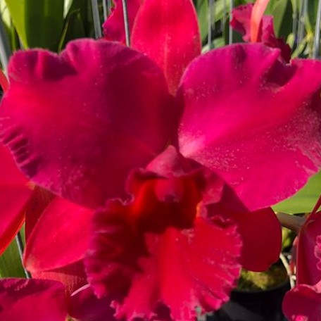 Rhyncholaeliocattleya Hsinying Scarlet 'Cherry' 3.5"