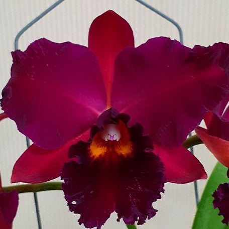 Rhyncholaeliocattleya Hsinying Scarlet 'Cherry' 3.5"