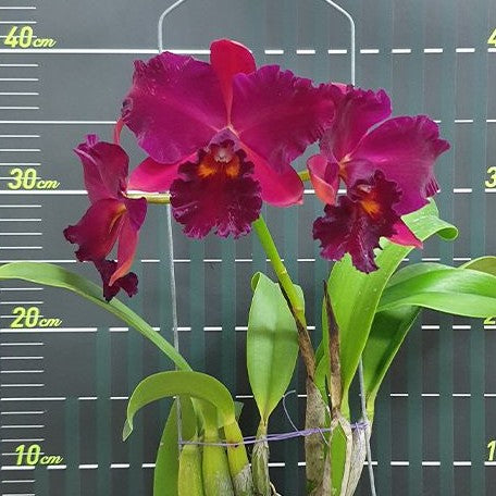 Rhyncholaeliocattleya Hsinying Scarlet 'Cherry' 3.5"