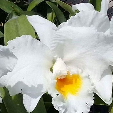 Rhyncholaeliocattleya Eagle Eye 2.5" Fragrant