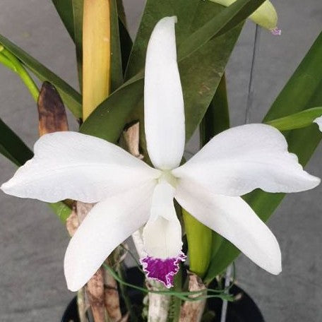 Laelia perrinii var. semi alba × sib 2.5"