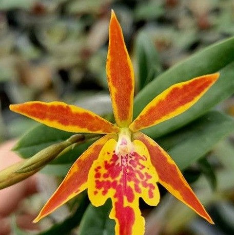 Epicatanthe Hsiang Yu Gold Coast 'Fireworks' 2.5"