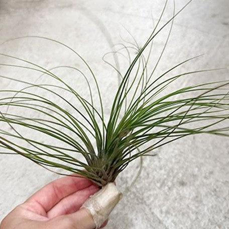 Tillandsia juncifolia bareroot