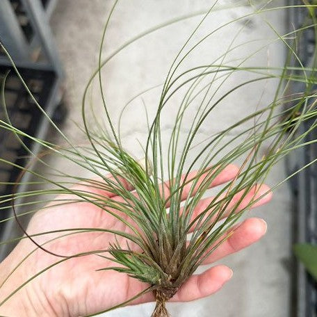 Tillandsia juncifolia bareroot