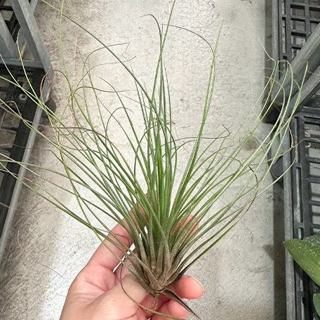 Tillandsia juncifolia bareroot