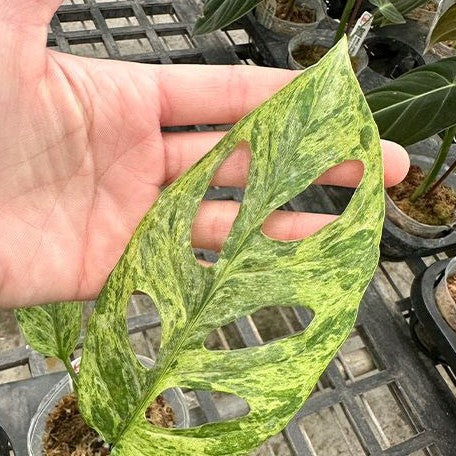 Monstera adansonii Variegated 'Mint' 2.5"