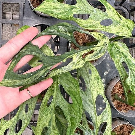 monstera adansonii variegated mint Monstera adansonii Variegated 'Mint' 2.5" – OrchidBox Wholesale