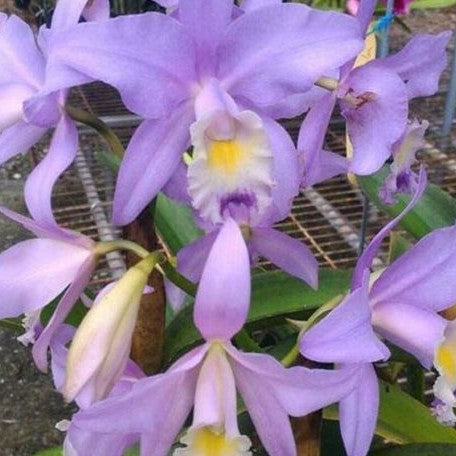 Cattleya Valentine 'Billy's Blue' HCC/AOS 2.5"