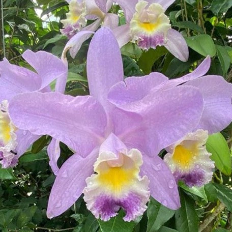 Cattleya Valentine 'Billy's Blue' HCC/AOS 2.5"