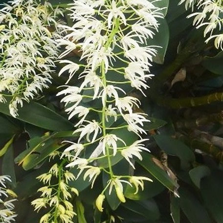 Dendrobium speciosum (variegata) variegated 1.7"