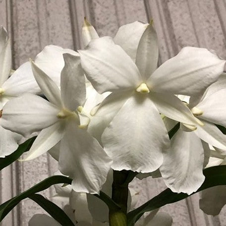 Dendrobium formosum Petaloid alba 'White Feather' 3.0"