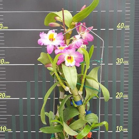 Dendrobium Wave King 'Akebono' AM/AOS 2.5"