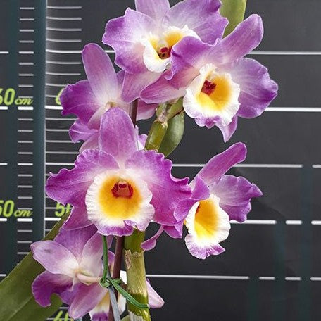 Dendrobium Wave King 'Akebono' AM/AOS 2.5"