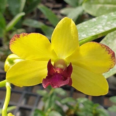 Dendrobium Burana Gold × Thongchai Gold 2.8"